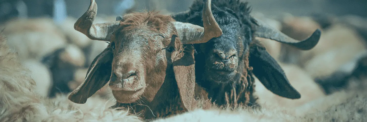 Qurbani FAQs